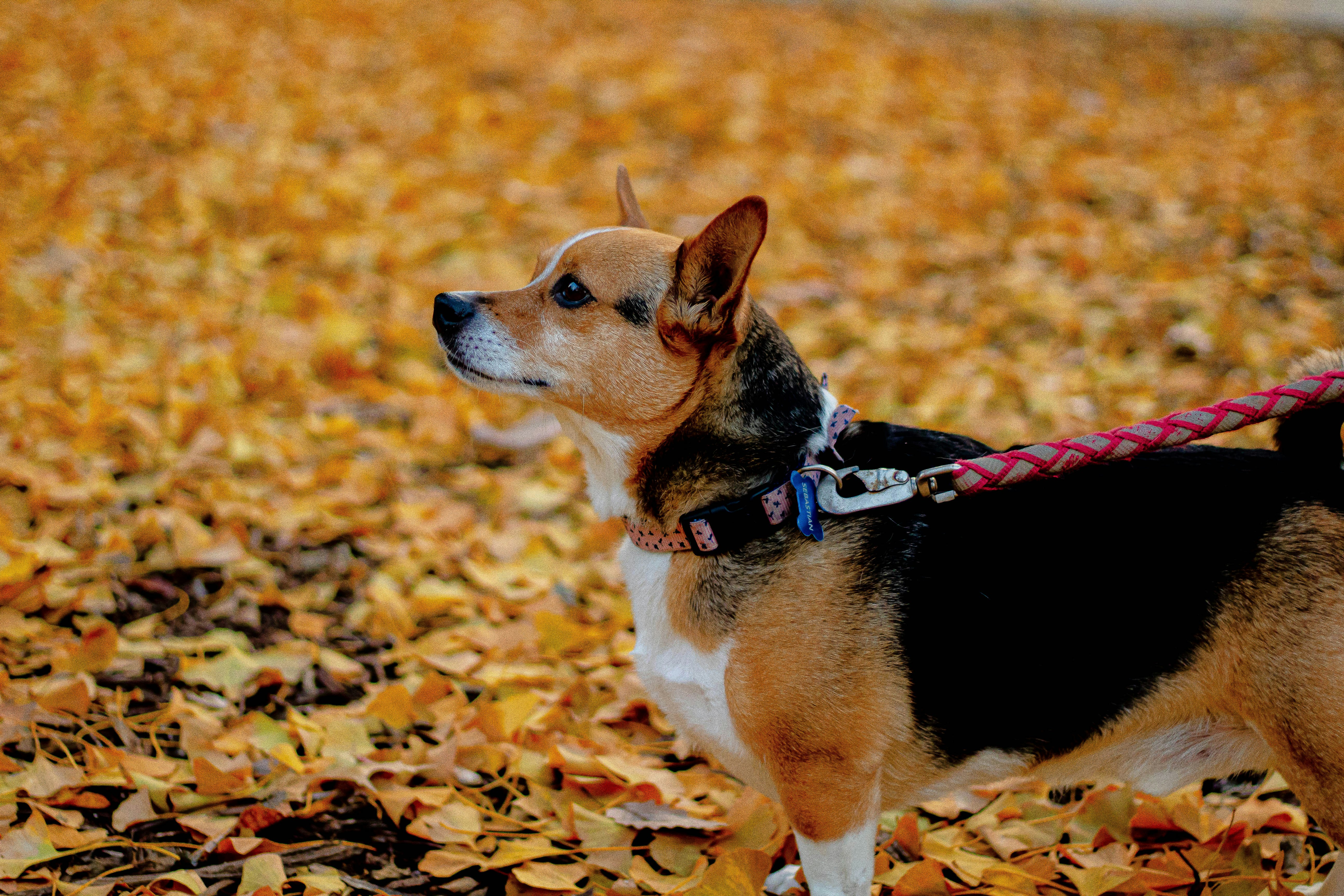 black and brown coated dog